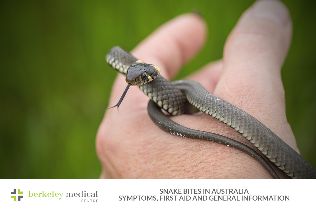 Snake Bites in Australia: Symptoms, First Aid and General Information